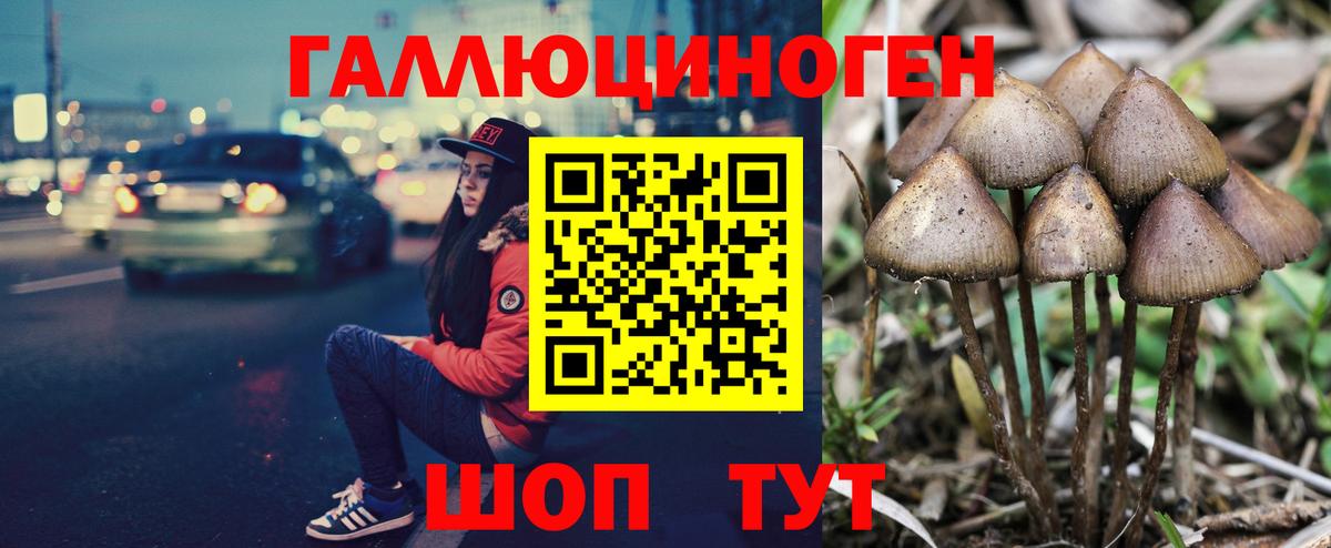 Псилоцибиновые грибы Psilocybe Кинешма